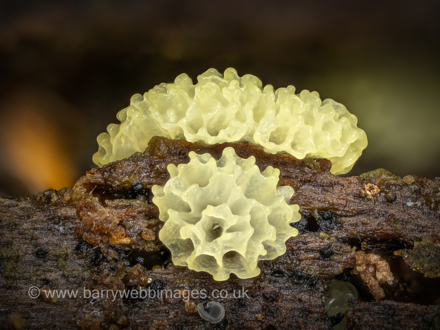 Photo © Barry Webb Ceratiomyxa porioides by Barry Webb